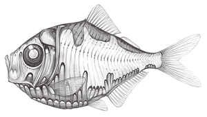 Polyipnus triphanos (三燭光魚)縮圖
