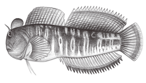 Istiblennius dussumieri (杜氏蛙鳚)-資源代表圖