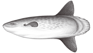 Mola mola (翻車魨)
