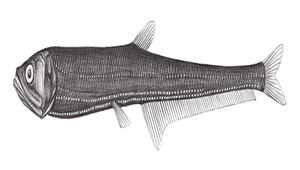 Diplophos taenia (帶紋雙光魚)-資源代表圖