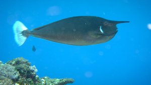 Naso brevirostris (短吻鼻魚)縮圖