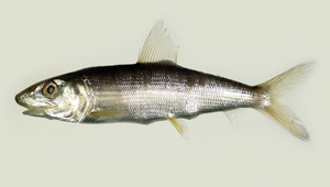 Albula koreana (東海狐鰮)-資源代表圖