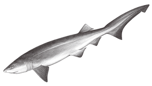 Hexanchus griseus (灰六鰓鯊)