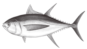 Thunnus albacares (黃鰭鮪)縮圖