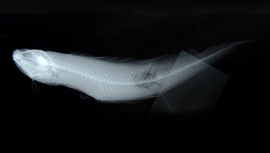 Neobythites fasciatus (橫帶新鼬魚)縮圖