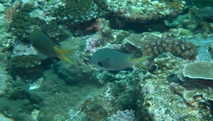 Chromis flavomaculata (黃斑光鰓雀鯛)-資源代表圖