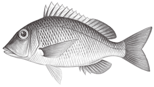 Lethrinus atkinsoni (阿氏龍占魚)
