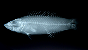 Bodianus tanyokidus (無紋狐鯛)縮圖