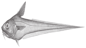 Ventrifossa saikaiensis (西海凹腹鱈)縮圖
