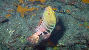 Cephalopholis sexmaculata (六斑九刺鮨)縮圖