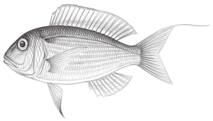 Nemipterus japonicus (日本金線魚)縮圖