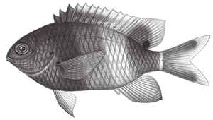 Stegastes albifasciatus (白帶高身雀鯛)縮圖