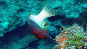 Bodianus axillaris (腋斑狐鯛)縮圖