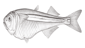 Iso rhothophilus (刀浪花魚)-資源代表圖