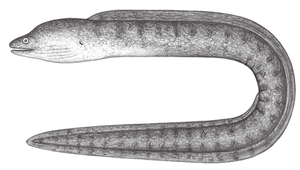 Gymnothorax pictus (細點裸胸鯙)縮圖