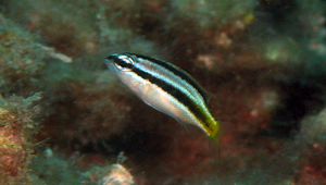 Scolopsis margaritifera (珠斑眶棘鱸)