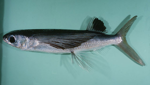 Cheilopogon suttoni (蘇氏鬚唇飛魚)縮圖