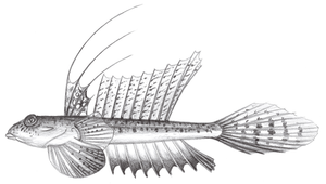 Callionymus huguenini (長崎䲗)縮圖