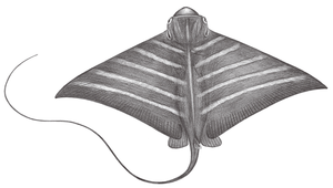 Aetomylaeus nichofii (聶氏無刺鱝)縮圖