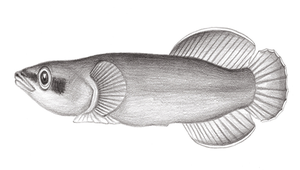 Lepadichthys frenatus (黃連鰭喉盤魚)縮圖