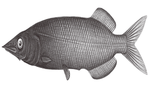 Alepocephalus longiceps (長鰭黑頭魚)縮圖