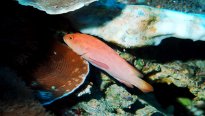 Cephalopholis spiloparaea (黑緣九刺鮨)縮圖