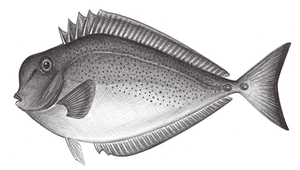 Naso mcdadei (方吻鼻魚)縮圖