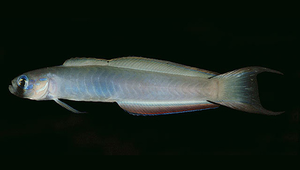 <i>Ptereleotris monoptera </i> (單鰭凹尾塘鱧)系列照片