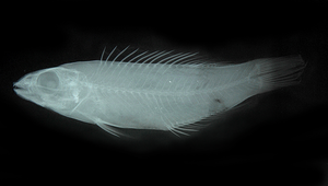 Decodon pacificus (太平洋裸齒隆頭魚)縮圖