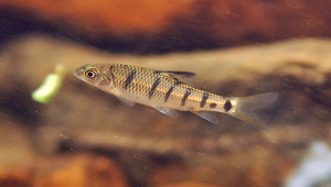 Acrossocheilus paradoxus (臺灣石)縮圖