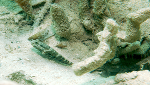 Cryptocentrus caeruleomaculatus (棕斑絲鰕虎)-資源代表圖