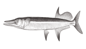 Tylosurus acus melanotus (黑背叉尾鶴鱵)縮圖