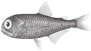 Benthosema suborbitale (耀眼底燈魚)