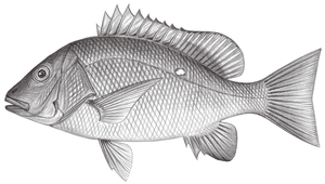 Lutjanus stellatus (星點笛鯛)縮圖