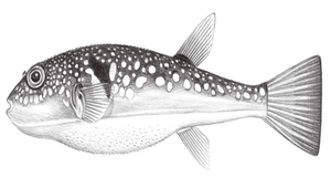 Takifugu poecilonotus (斑點多紀魨)縮圖
