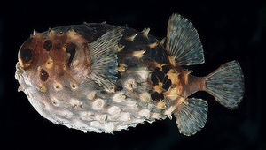 Cyclichthys orbicularis (圓點圓刺魨)縮圖