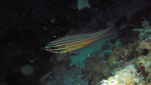 Ostorhinchus holotaenia (全紋鸚天竺鯛)縮圖