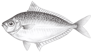 Photopectoralis bindus (黃斑光胸鰏)縮圖
