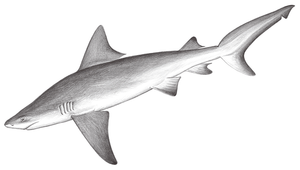 Carcharhinus leucas (低鰭真鯊)-資源代表圖