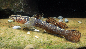 Callogobius okinawae (沖繩硬皮鰕虎)縮圖