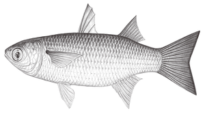 Moolgarda cunnesius (長鰭莫鯔)縮圖