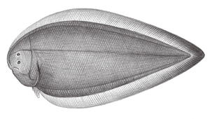 Cynoglossus abbreviatus (短舌鰨)