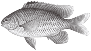 Stegastes altus (背斑高身雀鯛)-資源代表圖