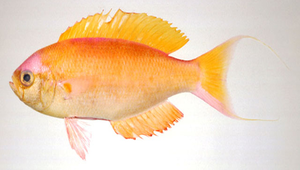 Callanthias japonicus (日本麗花鮨)縮圖