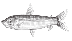 Glossanodon semifasciatus (半帶水珍魚)