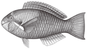 Scarus dimidiatus (新月鸚哥魚)縮圖