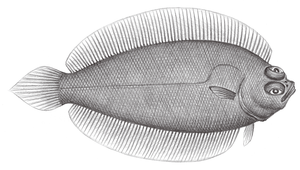 Poecilopsetta plinthus (雙斑瓦鰈)縮圖