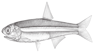 Encrasicholina heteroloba (異葉半稜鯷)縮圖