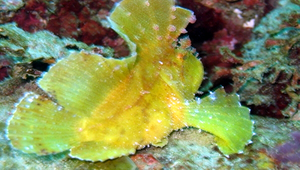 Taenianotus triacanthus (三棘帶鮋)