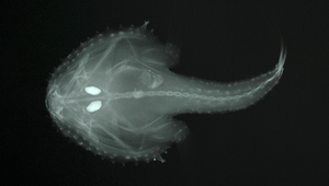 Halicmetus ruber (紅牙棘茄魚)縮圖